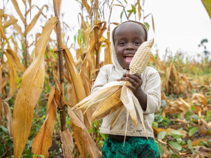 child holding corn in corn field