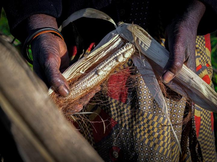 Dead crops from Zambia because of El Niño drought