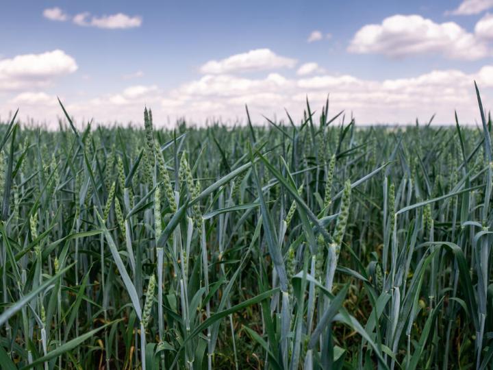 Wheat growing in a field in Western Ukraine.