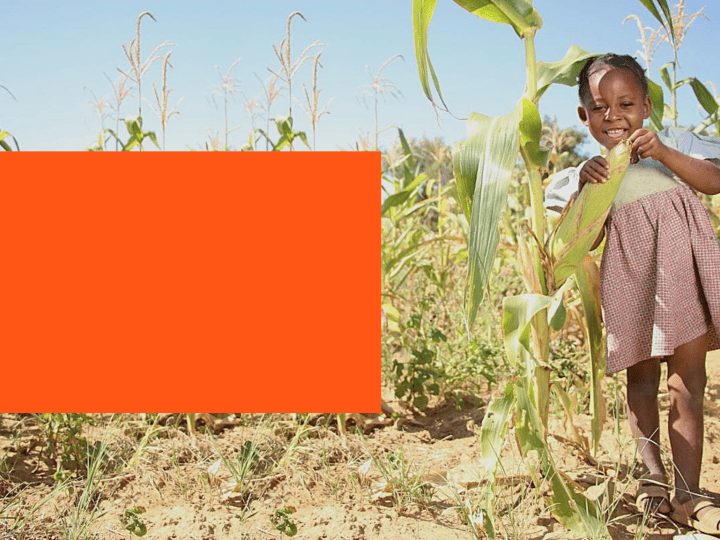 In Zambia’s golden fields, a farmer finds hope again through relief assistance with his joyful daughter by his side.