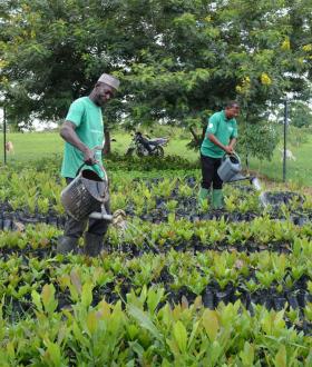 Regreening Africa - Ghana Newsletter