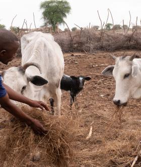 A farmer in East Darfur, trained by World Vision Sudan on improved livestock keeping, feeding his cattle