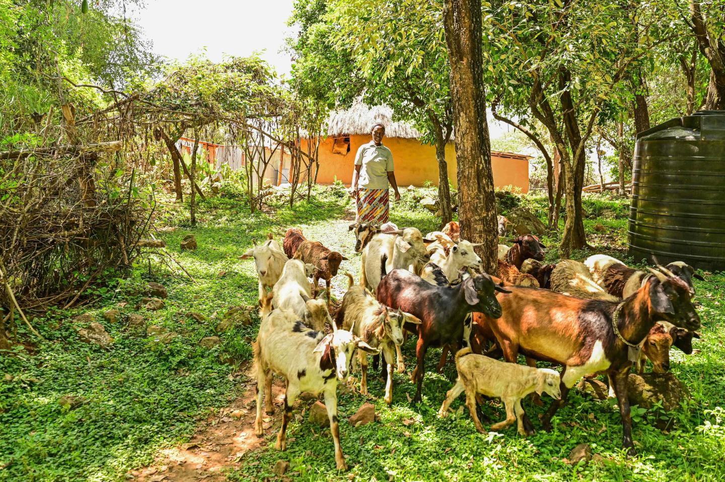 With indigenous grass now growing on their farm, Irene’s family no longer has to walk nearly 20 kilometers to find pasture for their livestock.©World Vision Photo/Hellen Owuor