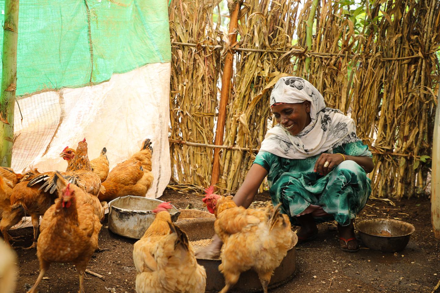 Firi feeding chicken
