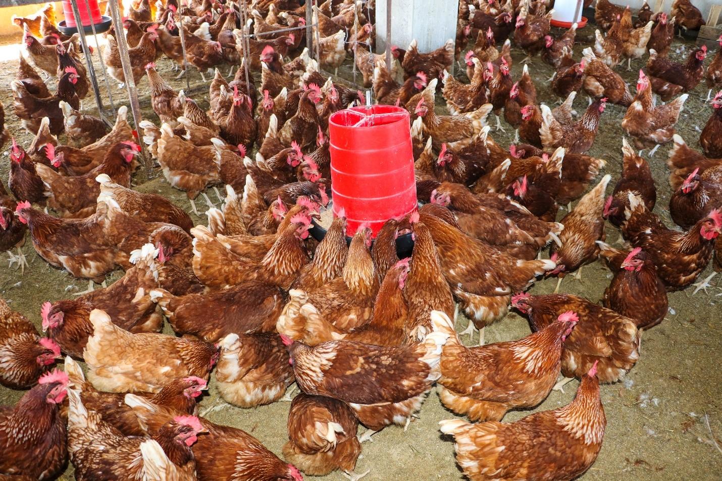 Chickens feeding in the morning