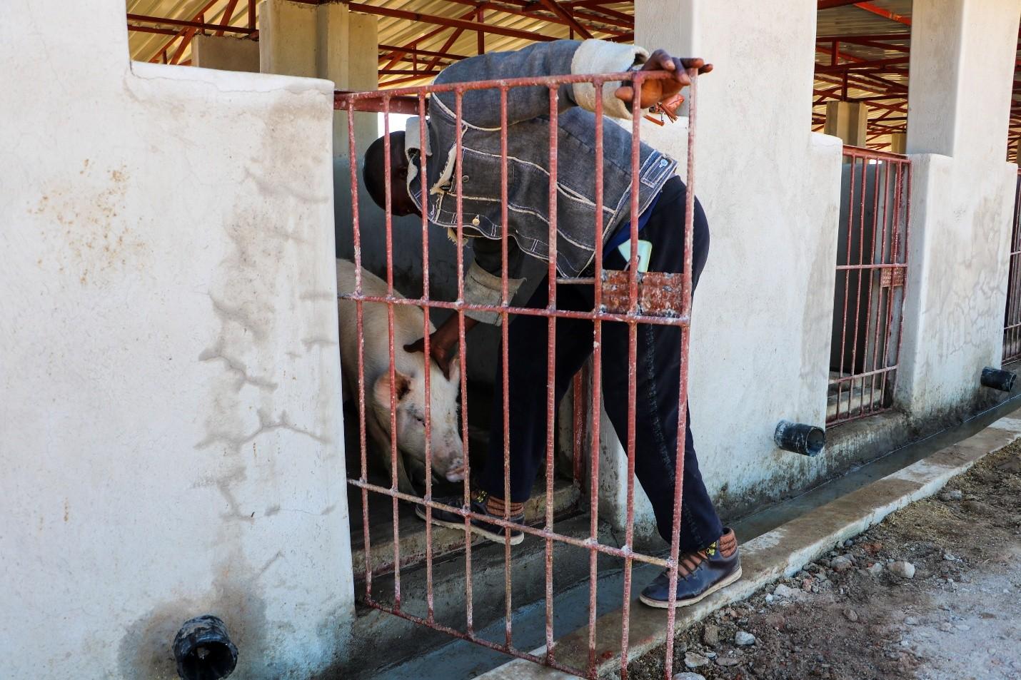 Bukasa enters the pigsty during routine checks on the growing herd.