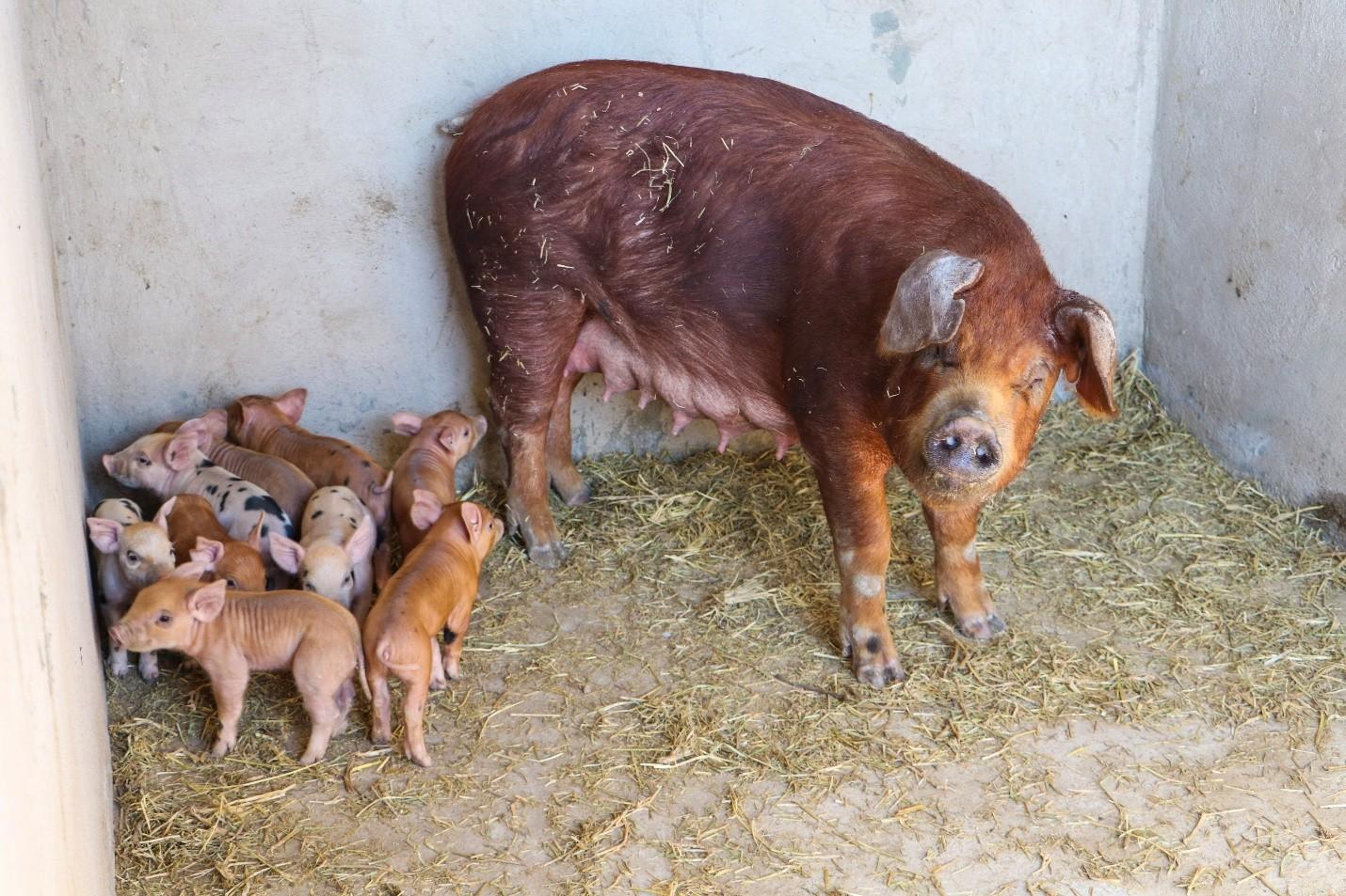 A mother pig rests alongside her piglets at the TOPIKA piggery project in TRS.