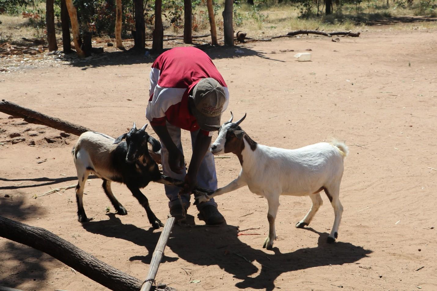 Shepherd ( Answer's father) is pleased with the goats he received.