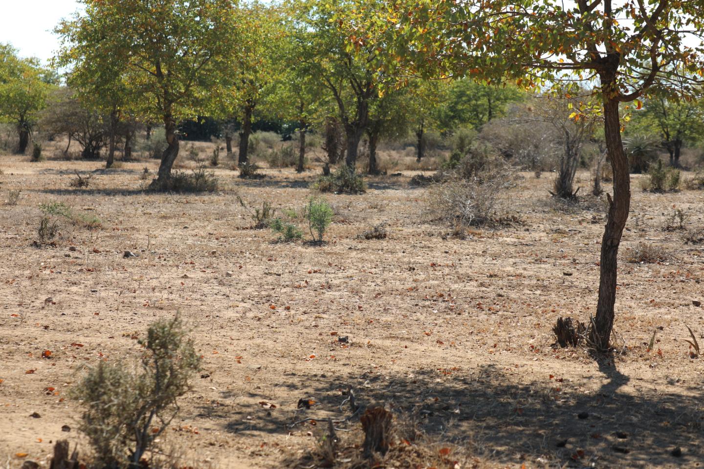 Covela village, Gaza Province, Mozambique