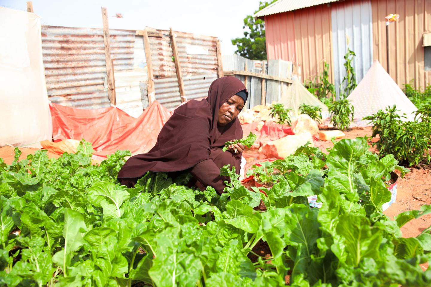 Fatima harvesting fresh spinach from her kitchen garden at home to prepare breakfast for her children