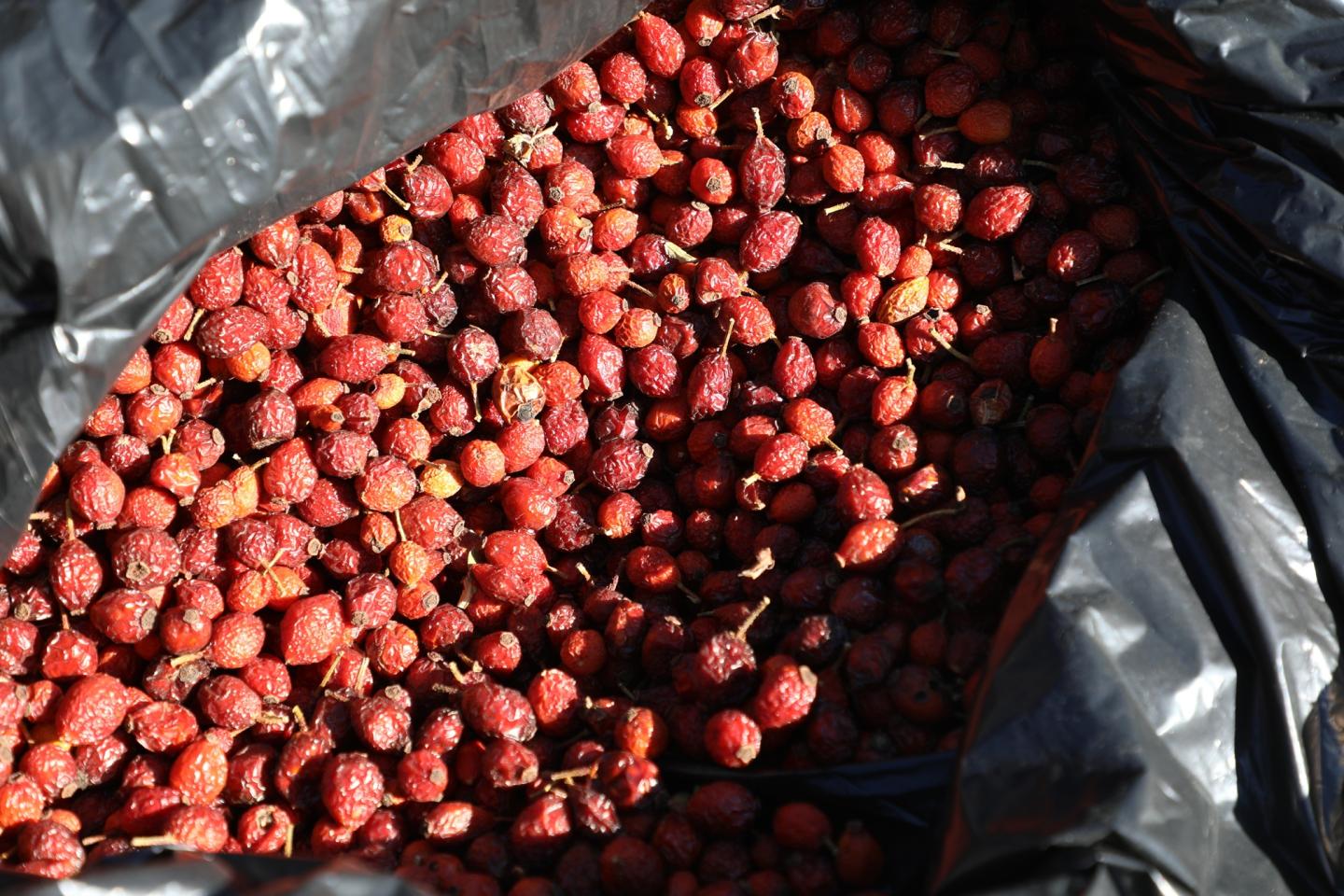 Rosehip