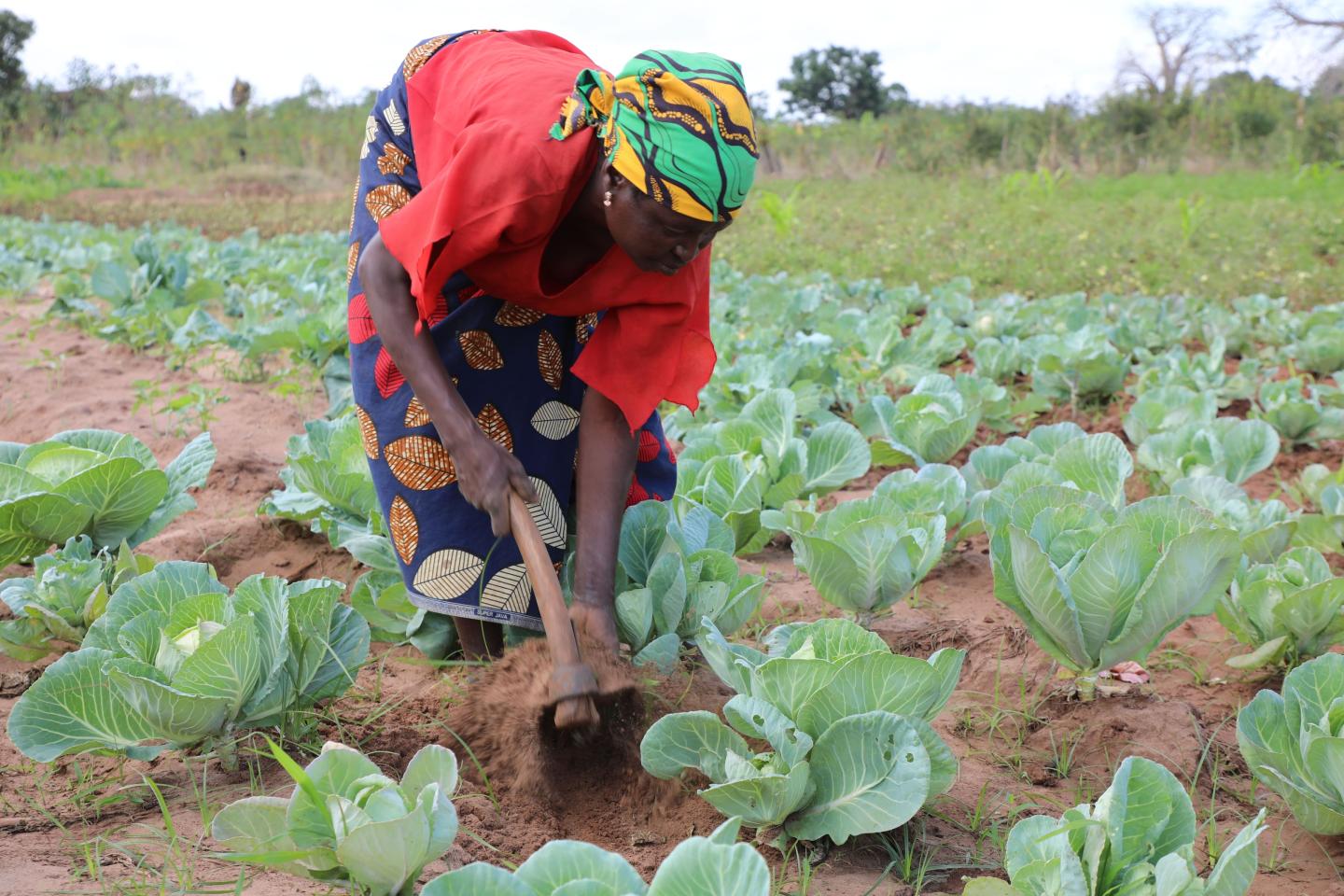 Evanildo’s grandmother tends to her cabbage patch