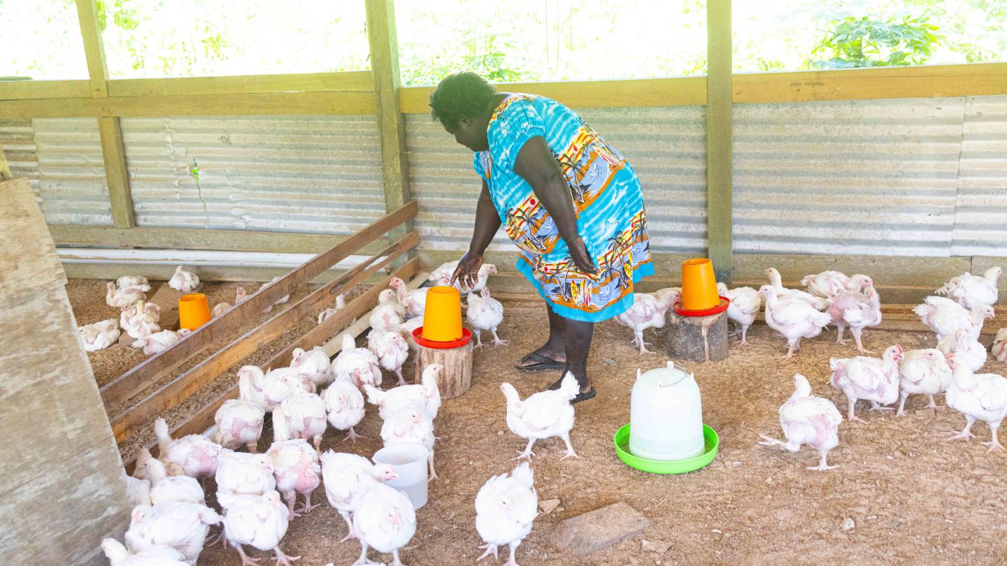 Ruthie attending to her meat birds stockfeed