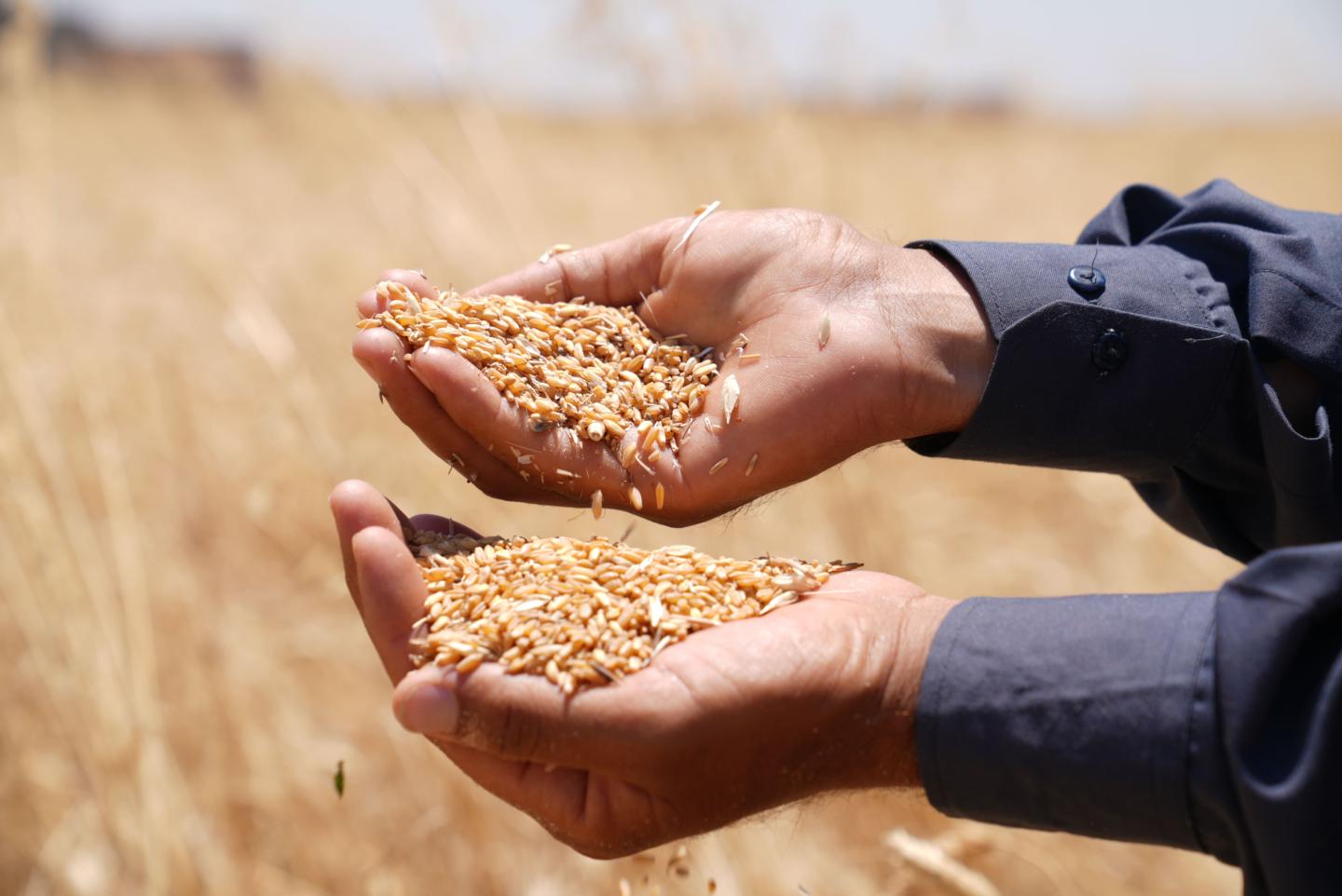 Wheat