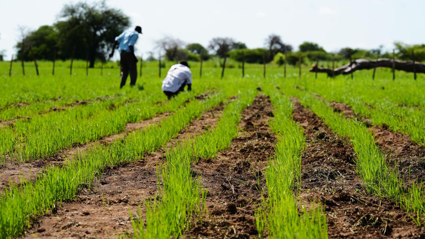 Rice farm 