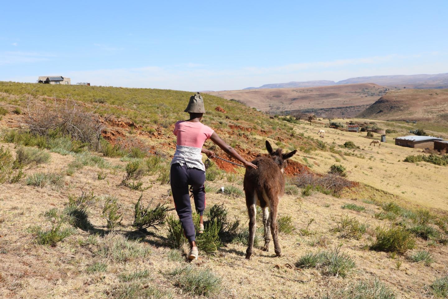 Relebohile herding a donkey
