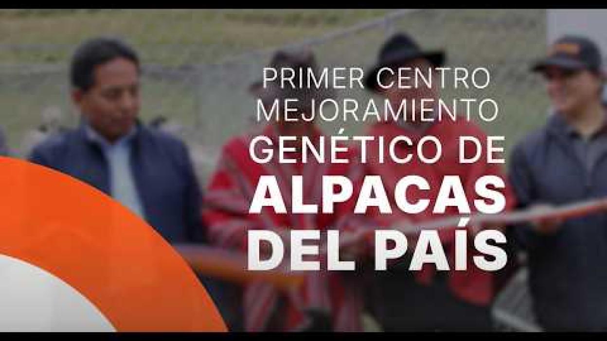 First Alpaca Genetic Improvement Center in Ecuador