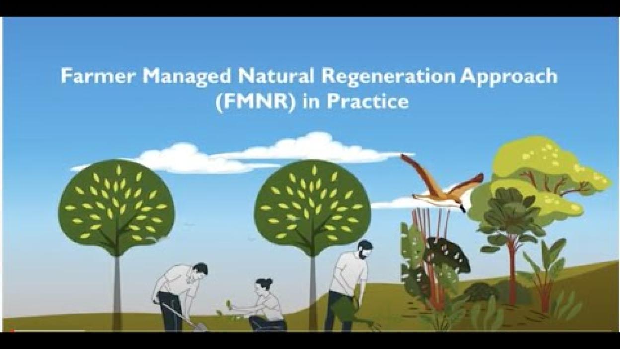 Farmer Managed Natural Regeneration (FMNR) in Practice