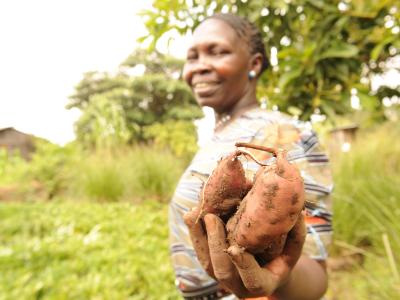 Orange Fleshed Sweet Potato-World Vision’s work in Kenya for ENRICH