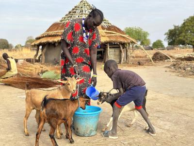 Akur gives water to her goats