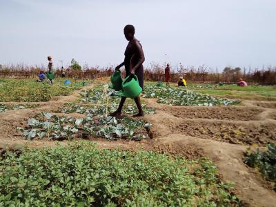 Dry Season Vegeatable Production 1