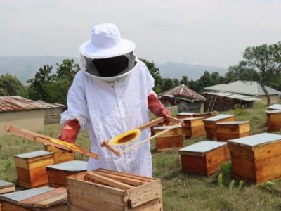 preparing beehive