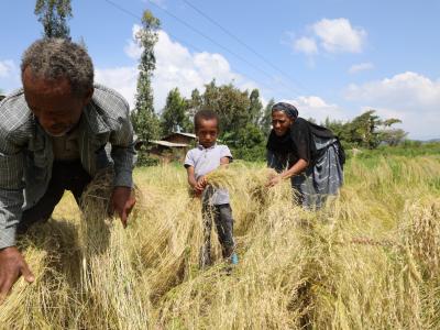 Girma is pictured working in his farmland with his family