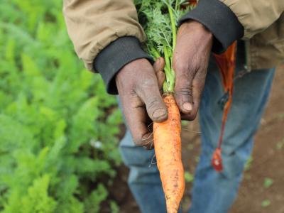 Kedir’s carrot plantation