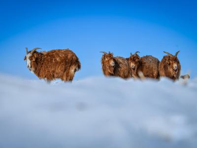 The harrowing tale of survival in Mongolia