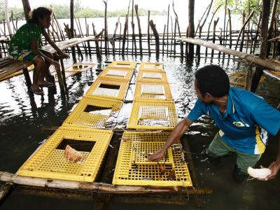 Raymond and Theresa, feeding the mud crabs at the farm.