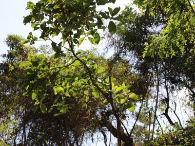Denbile Ottora forests