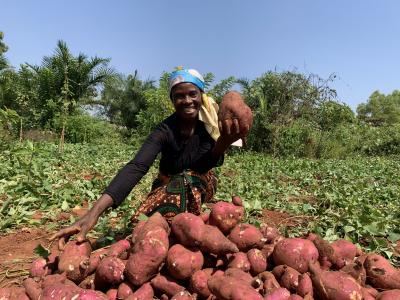 Masuika harvesting the potatoes