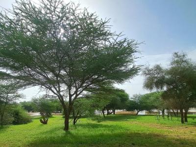 Nature in Mauritania - tree