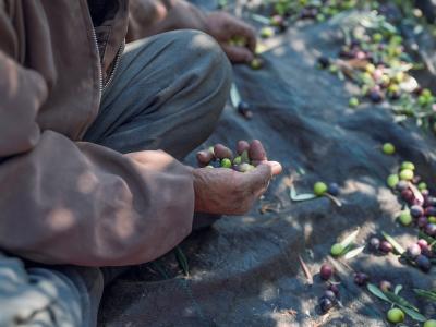 Olive harvest in the West Bank 