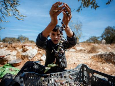 Palestinian child during the olive harvest