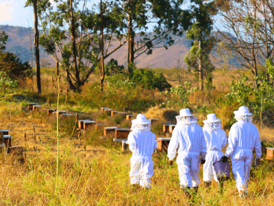 Beekeepers from Lobamba Lomdzala working in in a farm where they keep their beehives.