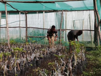 Mulugeta and Shimelis (left to right) tending their tree seedlings