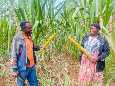 Fulgence and Seraphine sharing sugarcane from their firm
