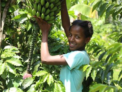 Little girl picking bananas
