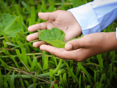 Winter wave in the Colombian Amazon