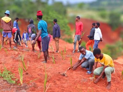 Children planting vetiver grass on a donga.