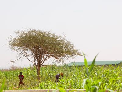 crops at Haadful farm