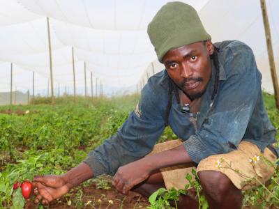 A man holding red bell pepper inside a garden. 