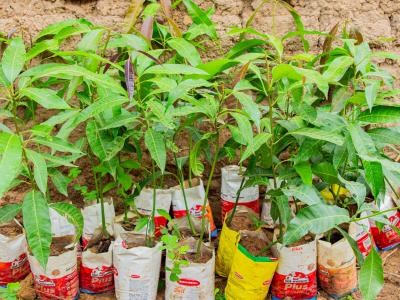 Photo of fruit tree