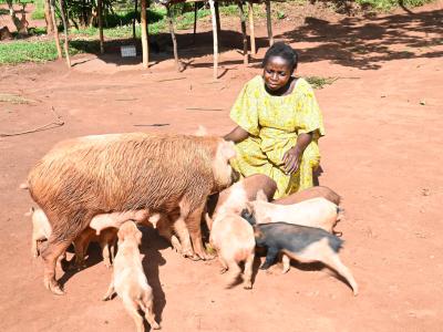 Mediatrice with her livestock