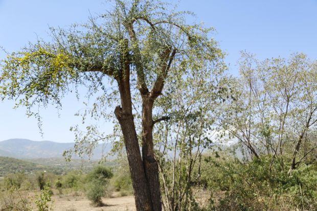 A tree with its branches pruned at Charles' farm.