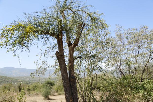 A tree with its branches pruned at Charles' farm.