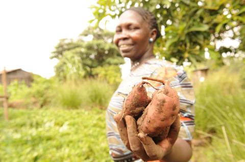 Orange Fleshed Sweet Potato-World Vision’s work in Kenya for ENRICH