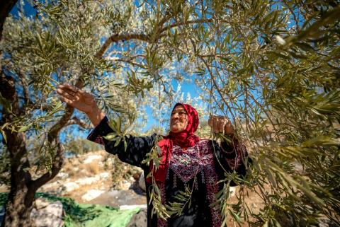  A family is harvesting their olive grove and eating together.