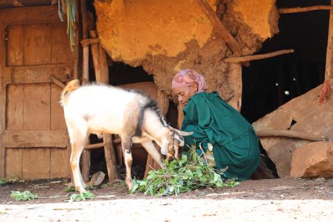 Emebet Fattening her goat at her house